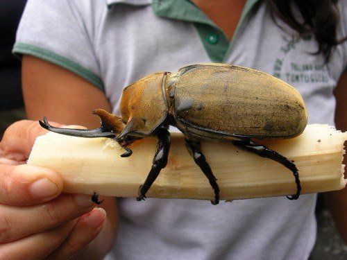 Породы жуков в Борзя | ЗооТом портал о животных