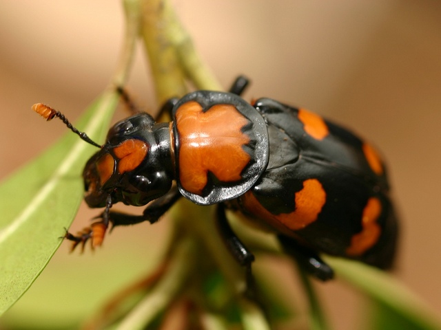 Все о жуках в Борзя | ЗооТом портал о животных