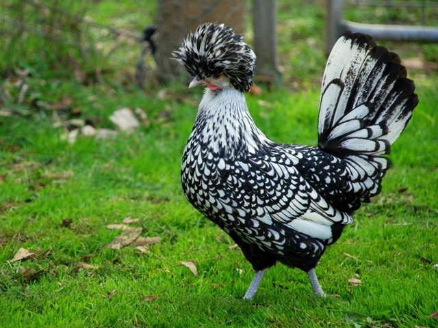 Породы куриц | ЗооТом - продажа, вязка и услуги для животных в Борзя