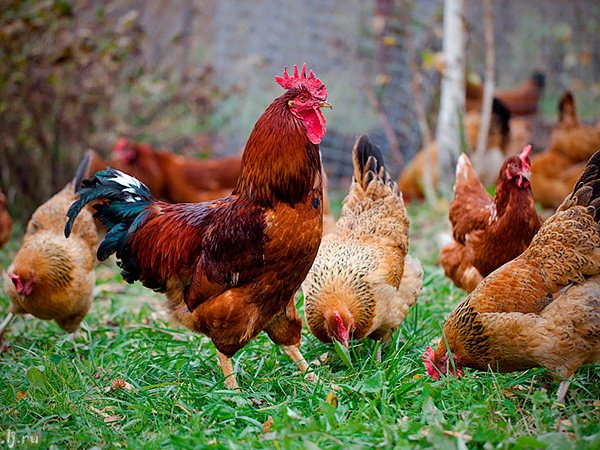 Породы куриц | ЗооТом - продажа, вязка и услуги для животных в Борзя