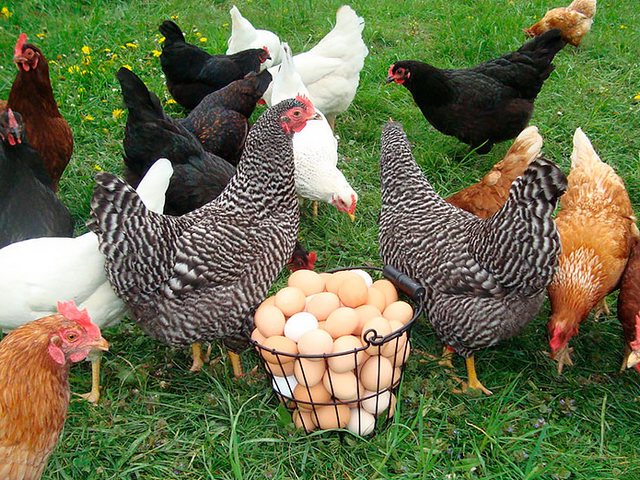 Содержание кур и уход за ними | ЗооТом - продажа, вязка и услуги для животных в Борзя