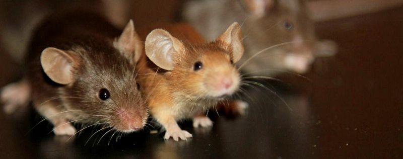 Все о мышах в Борзя | ЗооТом - продажа, вязка и услуги для животных в Борзя