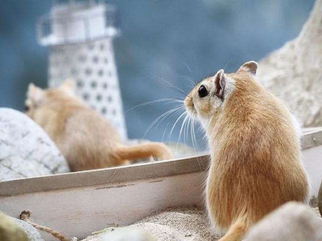 Содержание мышей и уход за ними в Борзя | ЗооТом - продажа, вязка и услуги для животных в Борзя