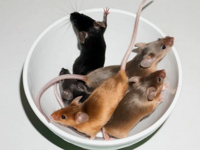 Содержание мышей и уход за ними в Борзя | ЗооТом - продажа, вязка и услуги для животных в Борзя