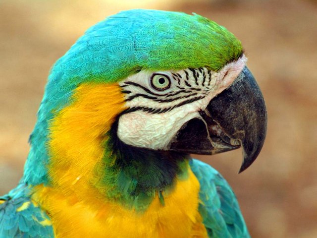 Все о попугаях в Борзя | ЗооТом портал о животных
