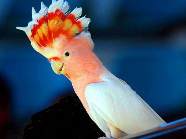 Породы попугаев | ЗооТом - продажа, вязка и услуги для животных в Борзя