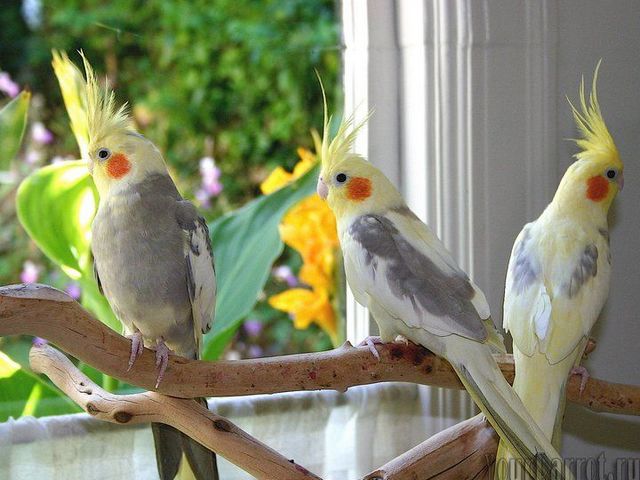 Содержание попугаев и уход за ними | ЗооТом - продажа, вязка и услуги для животных в Борзя