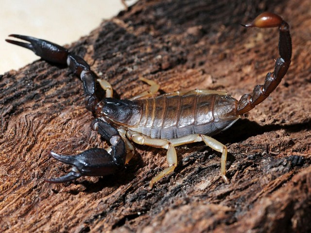 Породы скорпионов в Борзя | ЗооТом портал о животных
