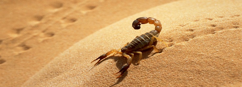 Все о скорпионах в Борзя | ЗооТом портал о животных