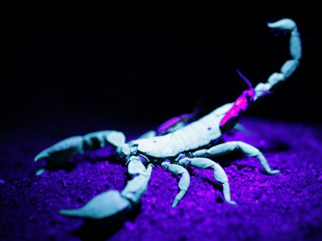 Все о скорпионах в Борзя | ЗооТом портал о животных