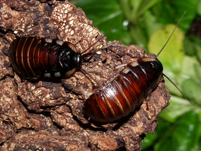 Породы тараканов в Борзя | ЗооТом портал о животных