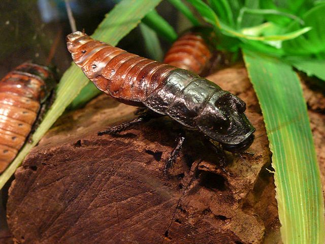 Содержание тараканов и уход за ними в Борзя | ЗооТом портал о животных