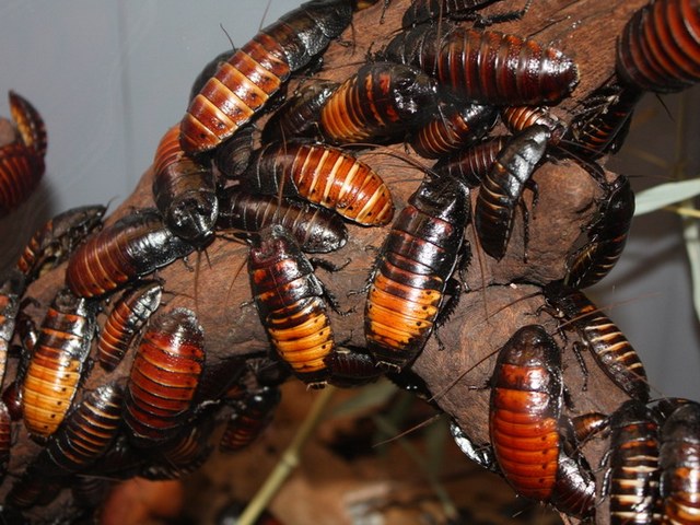 Содержание тараканов и уход за ними в Борзя | ЗооТом портал о животных