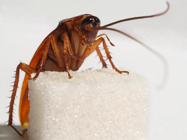 Все о тараканах в Борзя | ЗооТом портал о животных