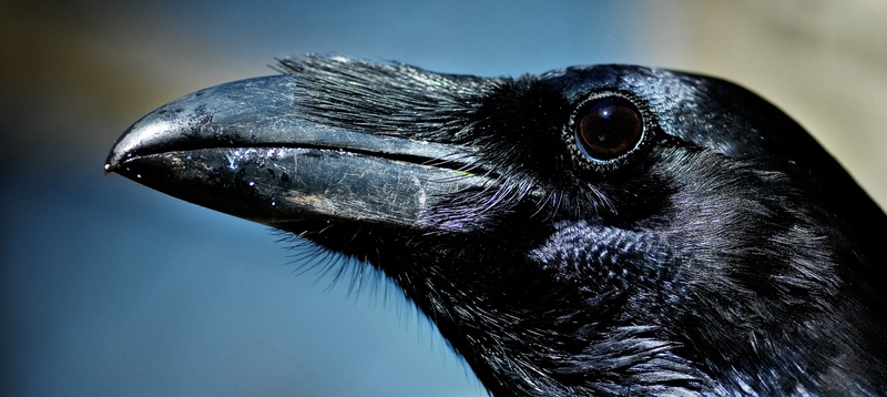 Все о воронах в Борзя | ЗооТом портал о животных