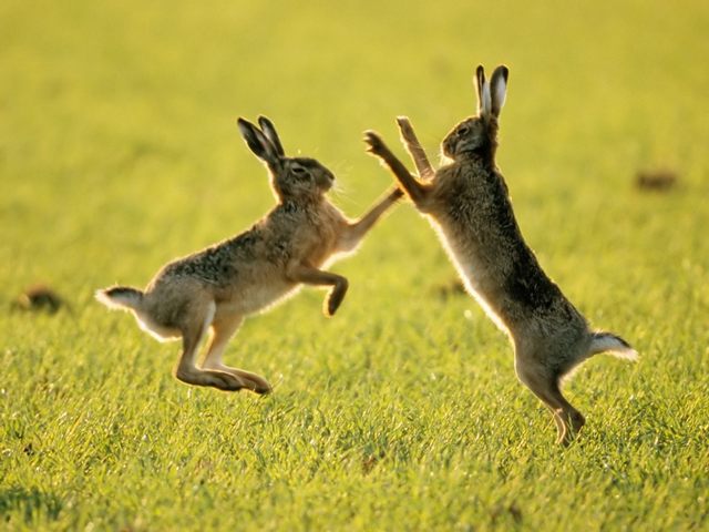 Породы зайцев | ЗооТом - продажа, вязка и услуги для животных в Борзя