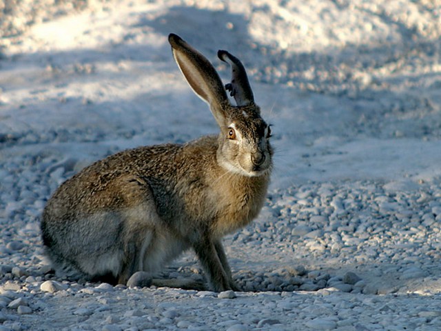 Породы зайцев | ЗооТом - продажа, вязка и услуги для животных в Борзя