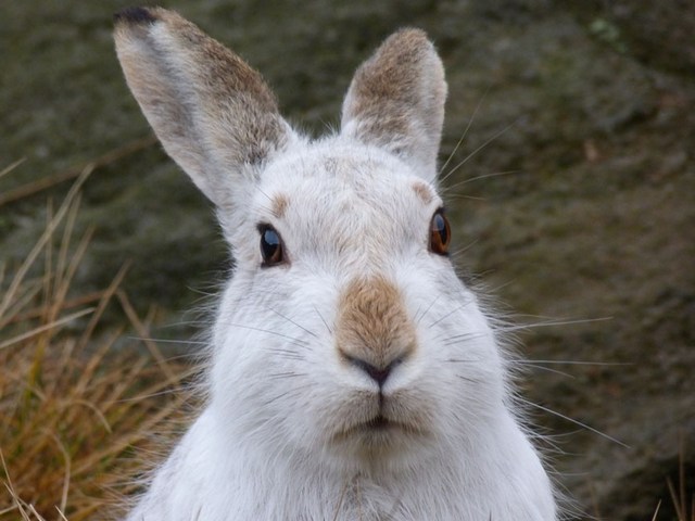 Содержание зайцев и уход за ними | ЗооТом - продажа, вязка и услуги для животных в Борзя