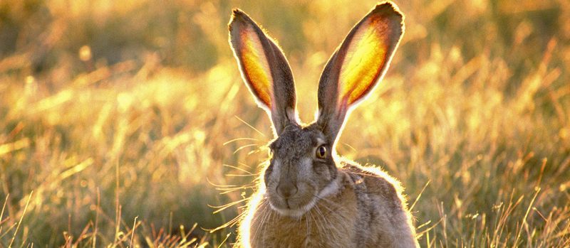 Все о зайцах | ЗооТом - продажа, вязка и услуги для животных в Борзя