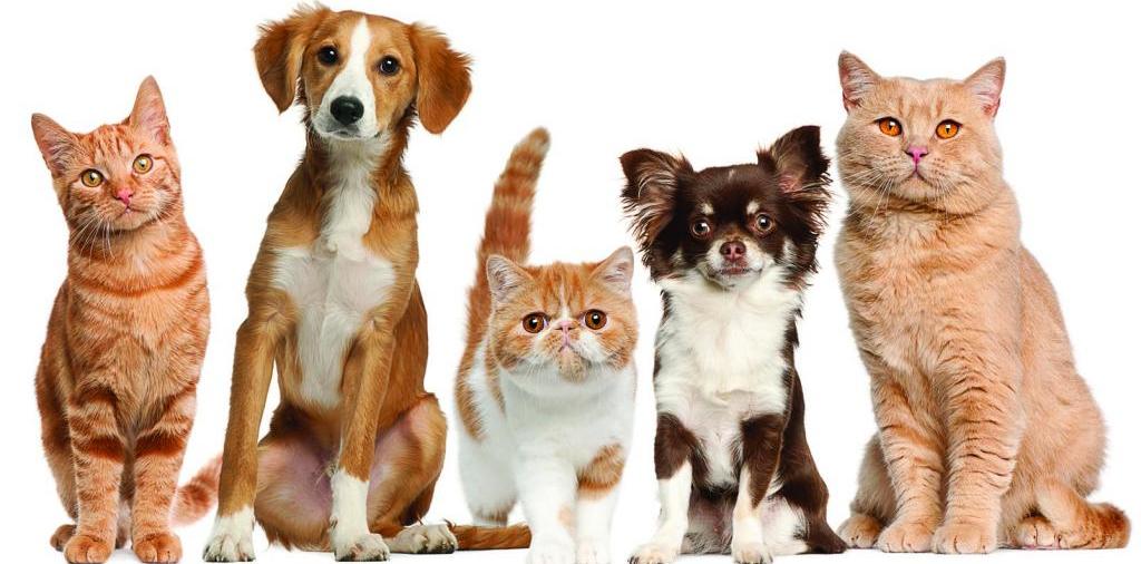 Доска объявлений о животных | ЗооТом - продажа, вязка и услуги для животных в Борзя