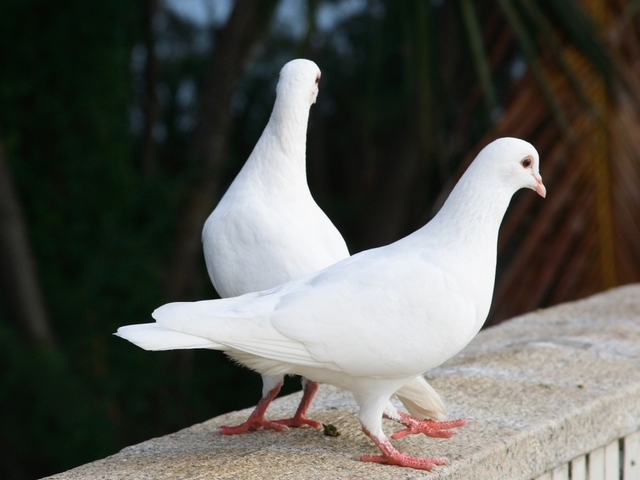 Все о голубях | ЗооТом - продажа, вязка и услуги для животных в Борзя