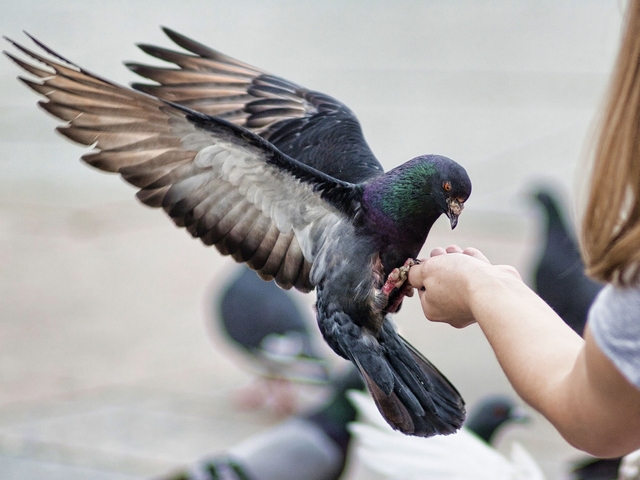 Все о голубях | ЗооТом - продажа, вязка и услуги для животных в Борзя
