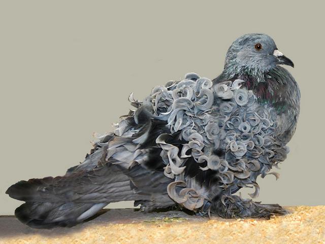 Породы голубей | ЗооТом - продажа, вязка и услуги для животных в Борзя