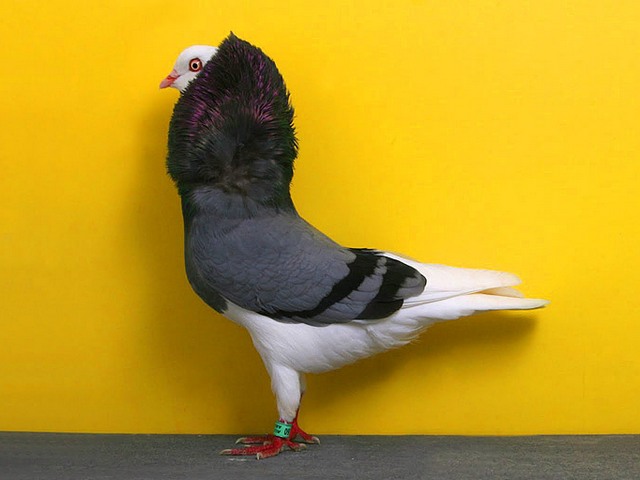 Породы голубей | ЗооТом - продажа, вязка и услуги для животных в Борзя