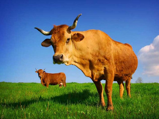 Все о коровах в Борзя | ЗооТом портал о животных