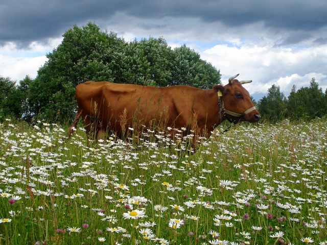 Все о коровах в Борзя | ЗооТом портал о животных