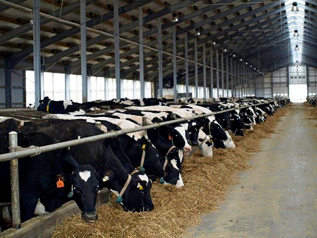 Содержание коров и уход за ними в Борзя | ЗооТом портал о животных
