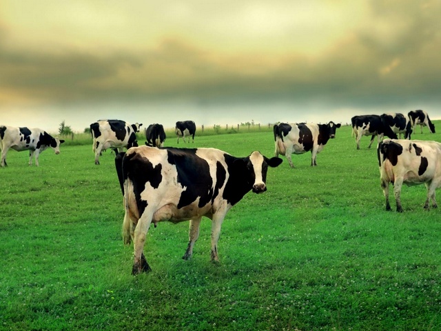 Содержание коров и уход за ними в Борзя | ЗооТом портал о животных