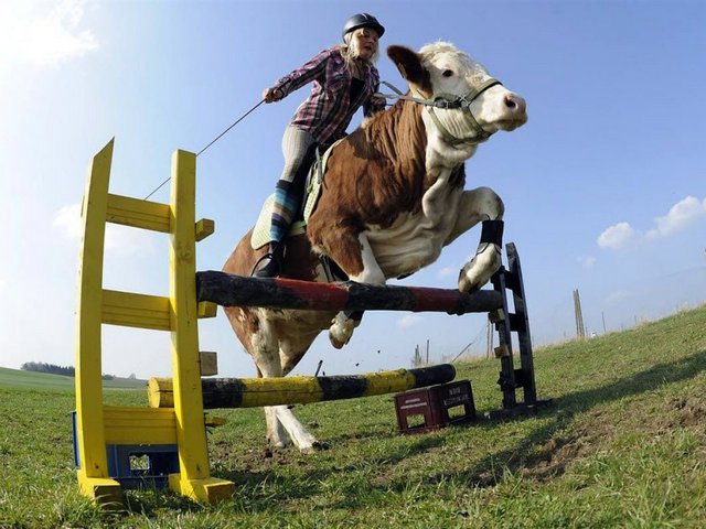 Статьи о коровах в Борзя | ЗооТом портал о животных