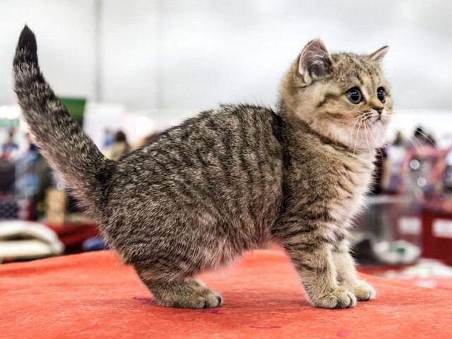Породы кошек в Борзя | ЗооТом портал о животных