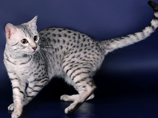 Породы кошек в Борзя | ЗооТом портал о животных