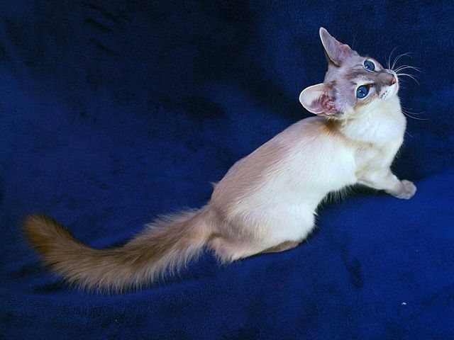 Выведенные породы кошек в Борзя | ЗооТом портал о животных