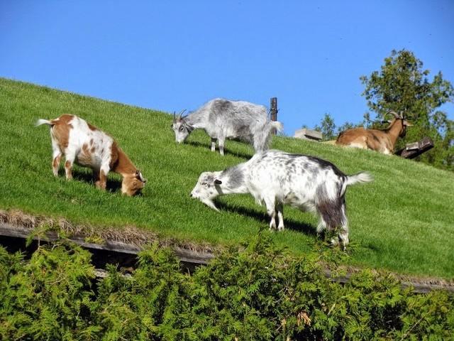 Все о козах в Борзя | ЗооТом портал о животных