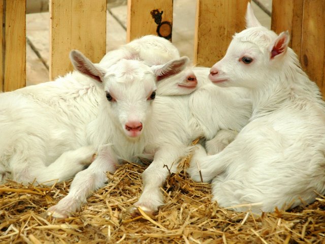 Содержание коз и уход за ними в Борзя | ЗооТом портал о животных