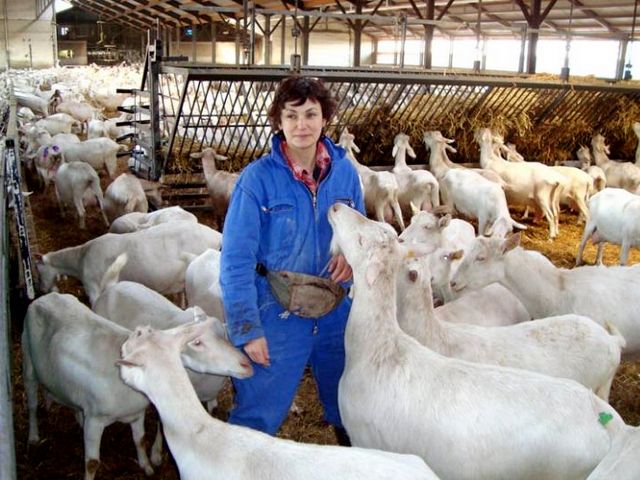 Содержание коз и уход за ними в Борзя | ЗооТом портал о животных