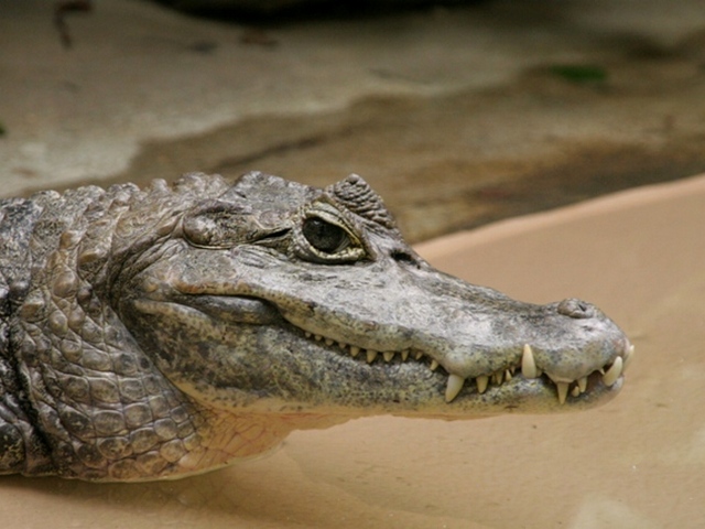 Все о крокодилах в Борзя | ЗооТом портал о животных