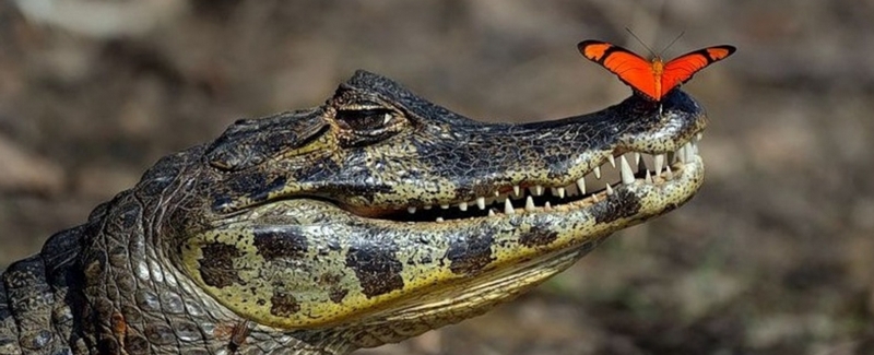 Все о крокодилах в Борзя | ЗооТом портал о животных