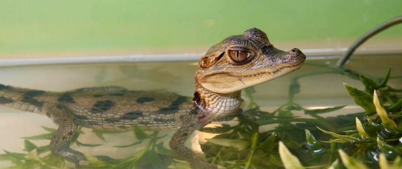 Содержание крокодилов и уход за ними в Борзя | ЗооТом портал о животных