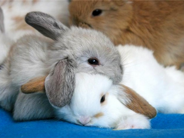 Статьи о кроликах в Борзя | ЗооТом портал о животных