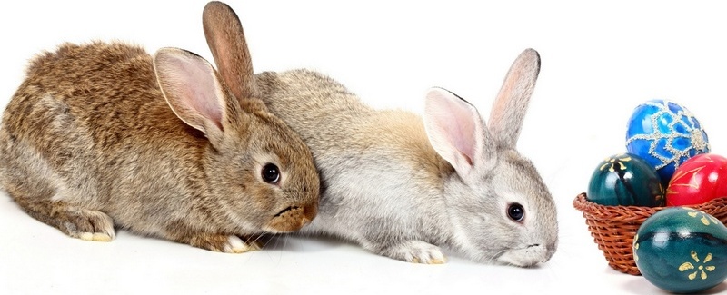 Все о кроликах в Борзя | ЗооТом портал о животных