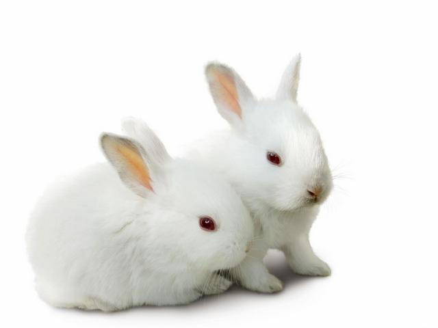 Все о кроликах в Борзя | ЗооТом портал о животных
