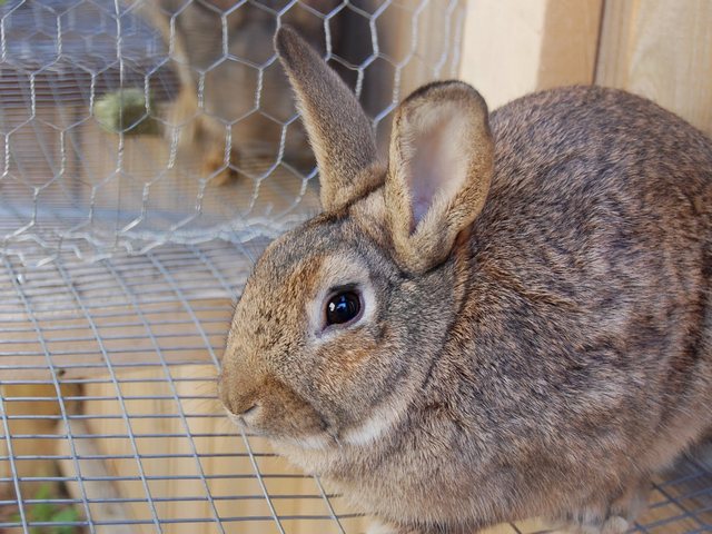 Содержание кроликов и уход за ними в Борзя | ЗооТом портал о животных