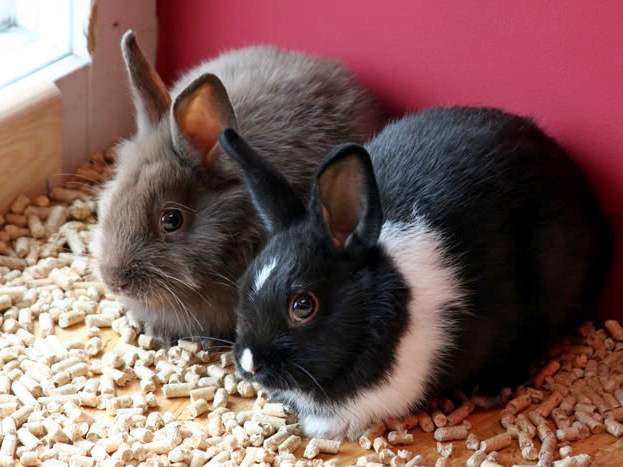 Содержание кроликов и уход за ними в Борзя | ЗооТом портал о животных