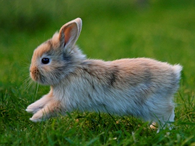 Статьи о кроликах в Борзя | ЗооТом портал о животных