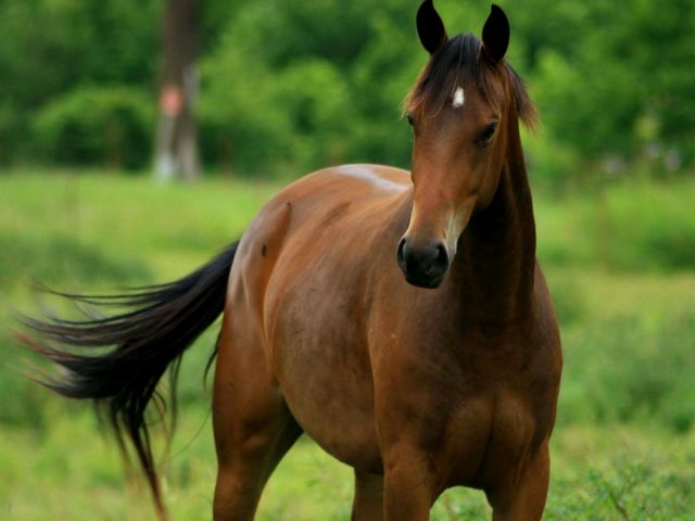 Содержание лошадей и уход за ними в Борзя | ЗооТом портал о животных