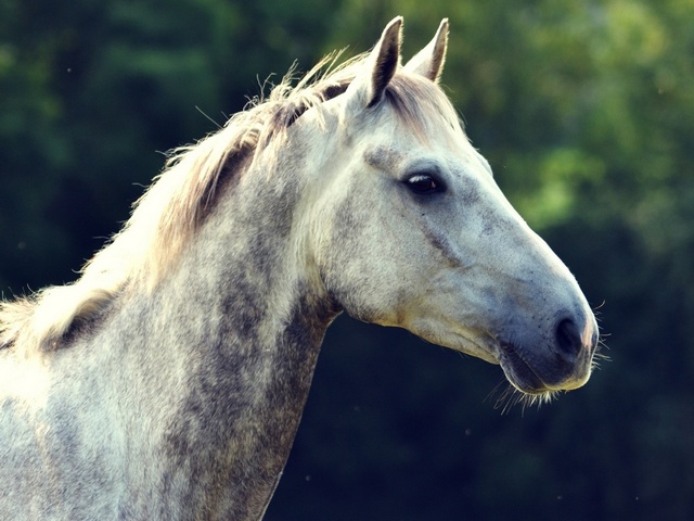 Уход за лошадьми в Борзя | ЗооТом портал о животных